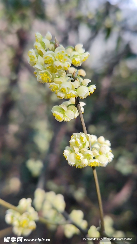 黄色的花