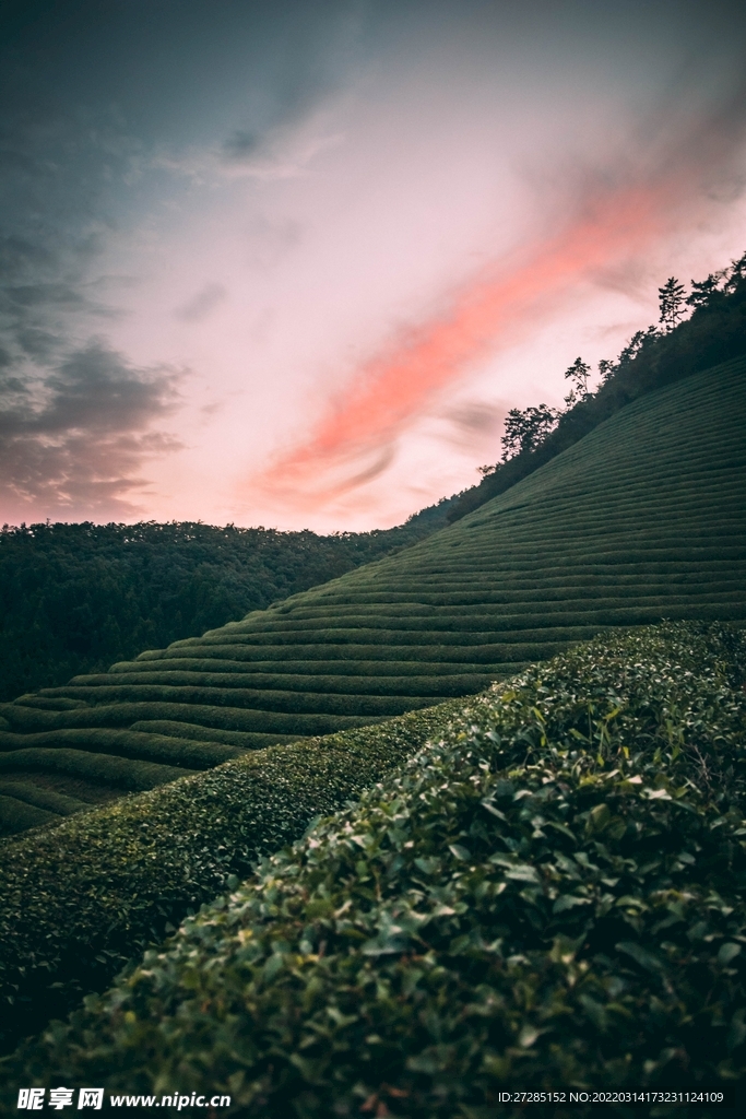 茶山