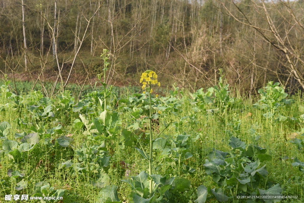 油菜花