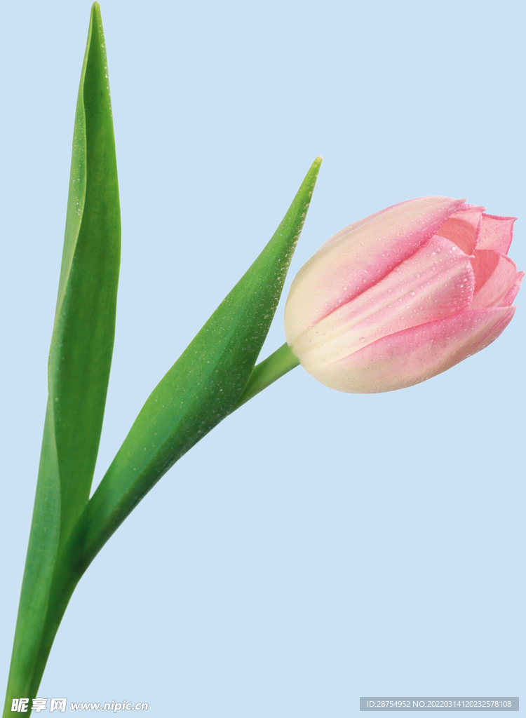 鲜花