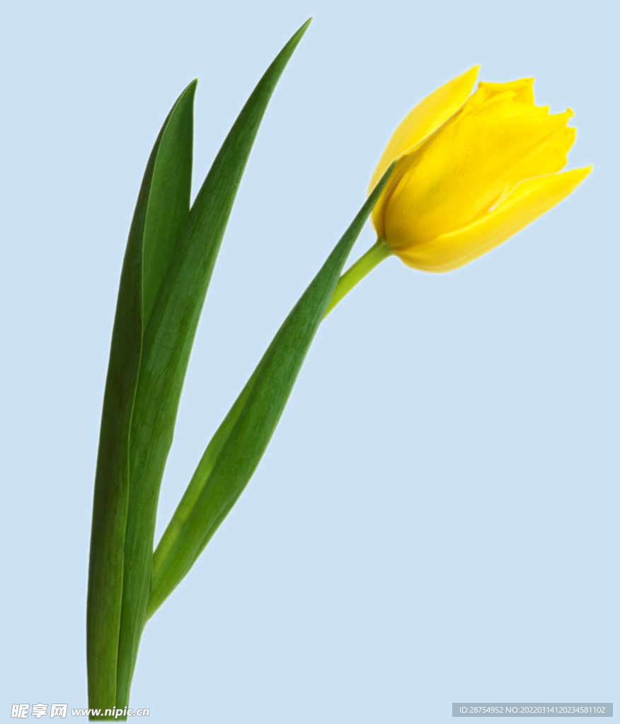 鲜花