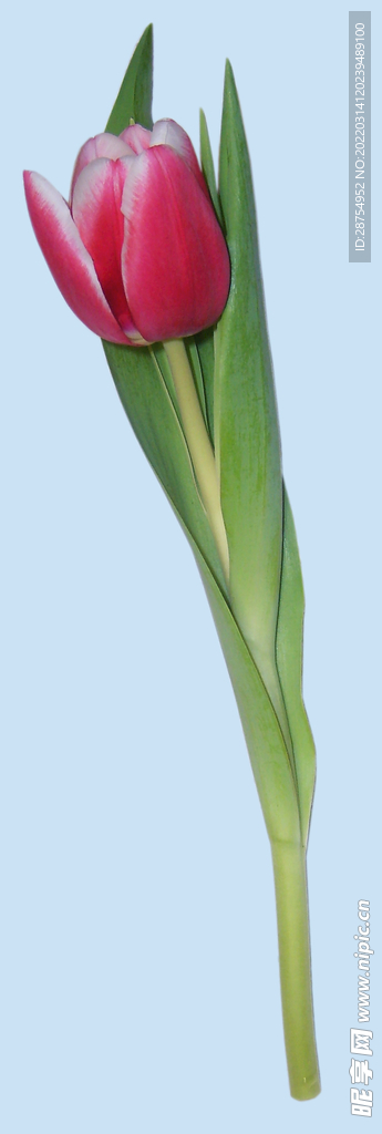 鲜花