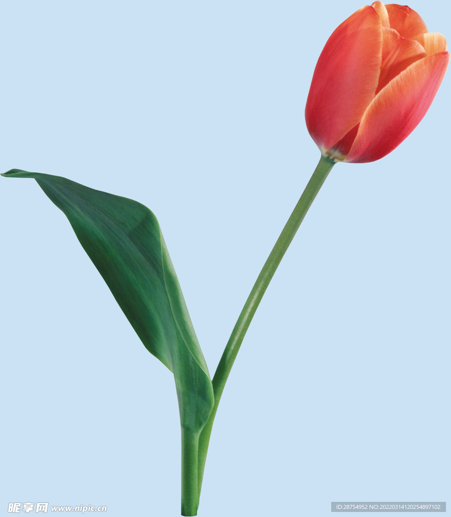 鲜花