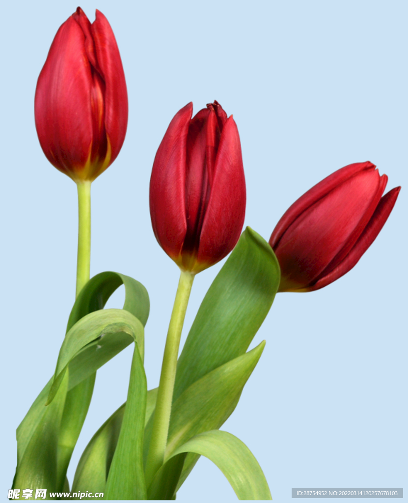 鲜花