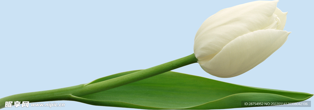 鲜花
