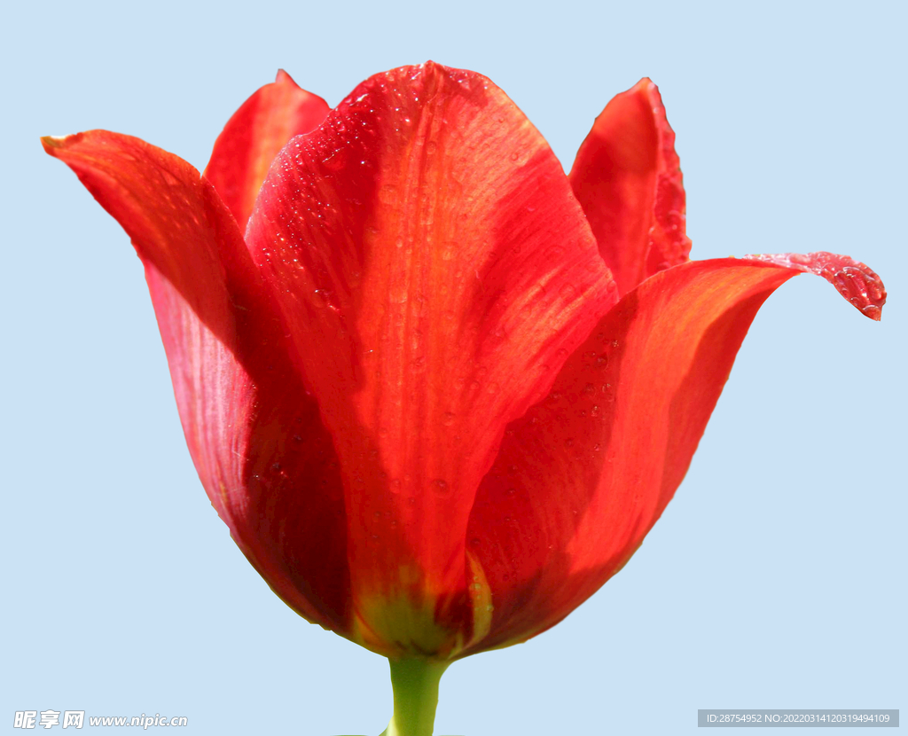 鲜花