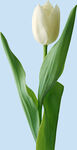 鲜花