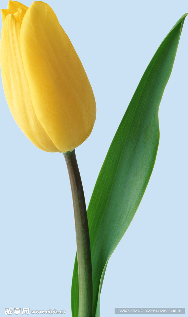 鲜花