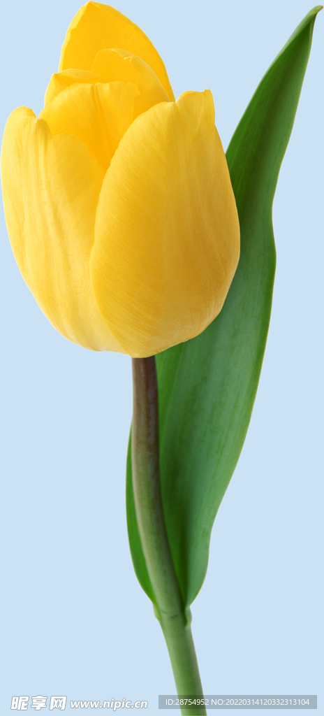 鲜花