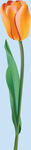 鲜花
