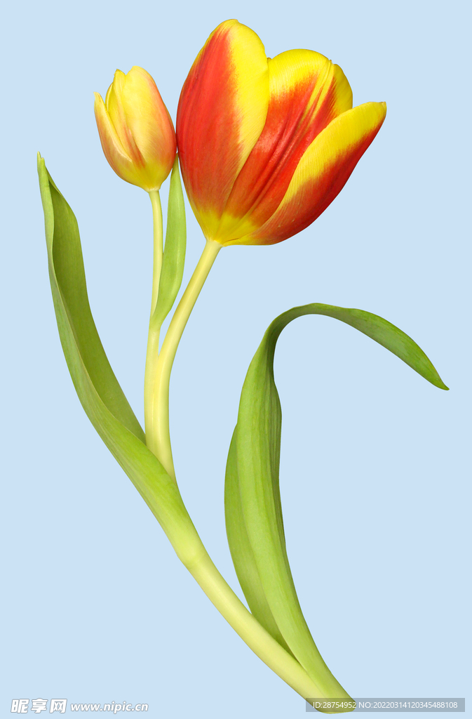 鲜花