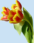 鲜花