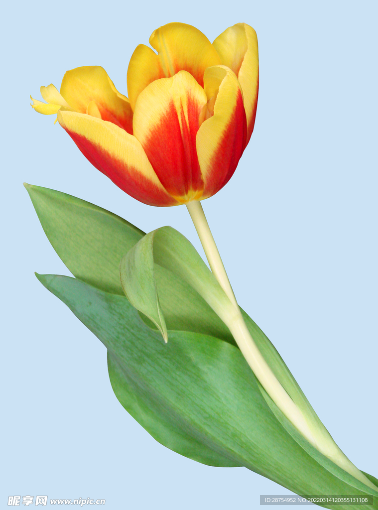 鲜花