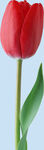 鲜花