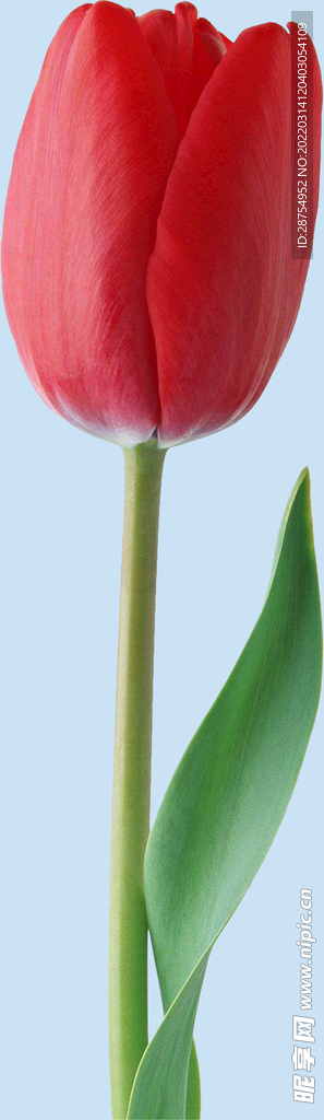 鲜花