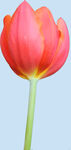 鲜花