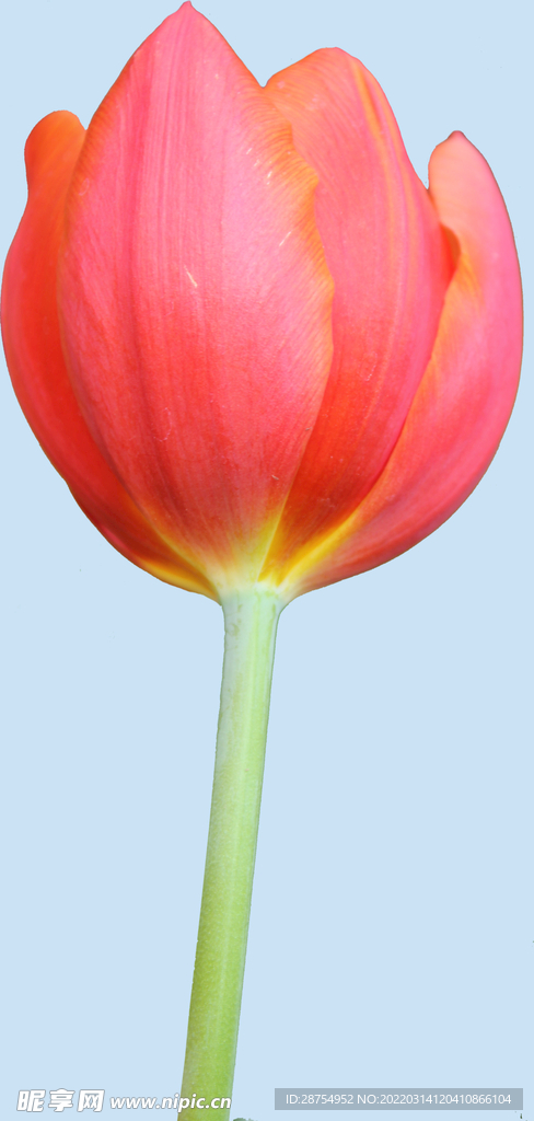 鲜花