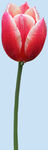 鲜花