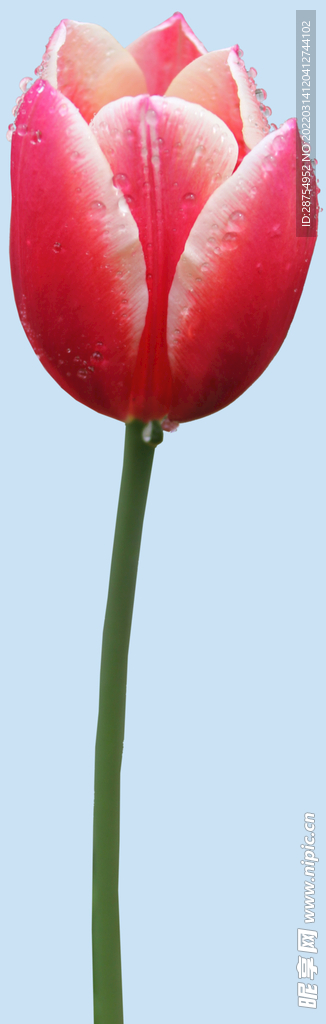 鲜花