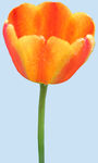 鲜花