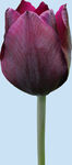 鲜花