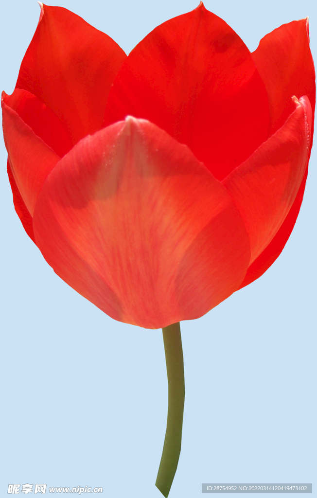 鲜花