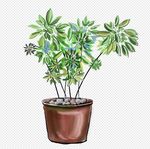 卡通植物