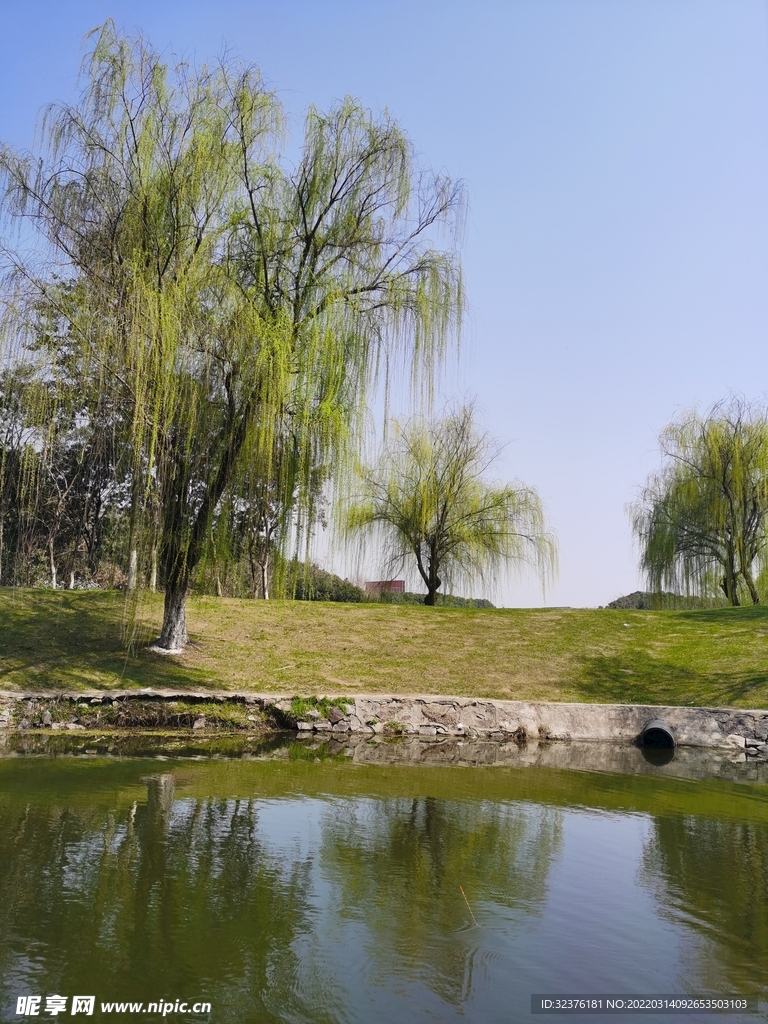  绿树 发芽 自然 风景