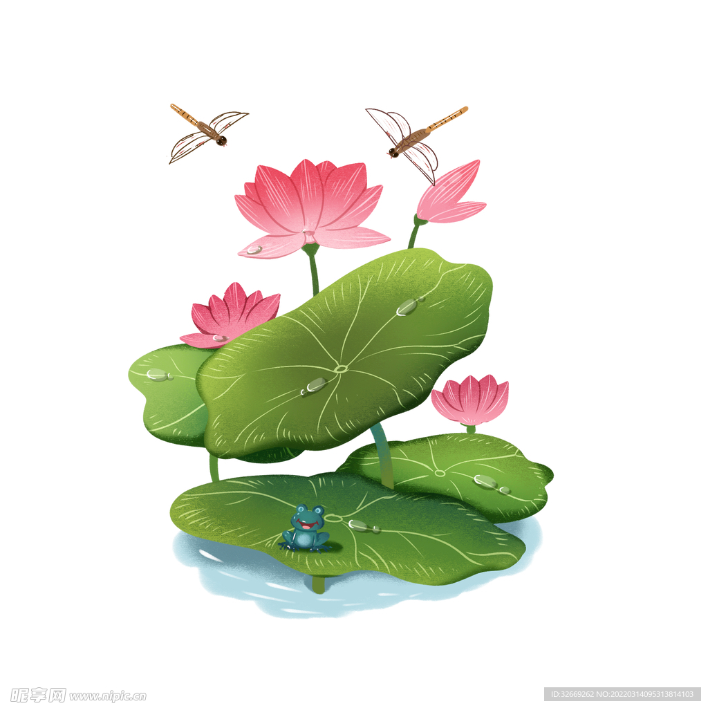 荷花 荷叶