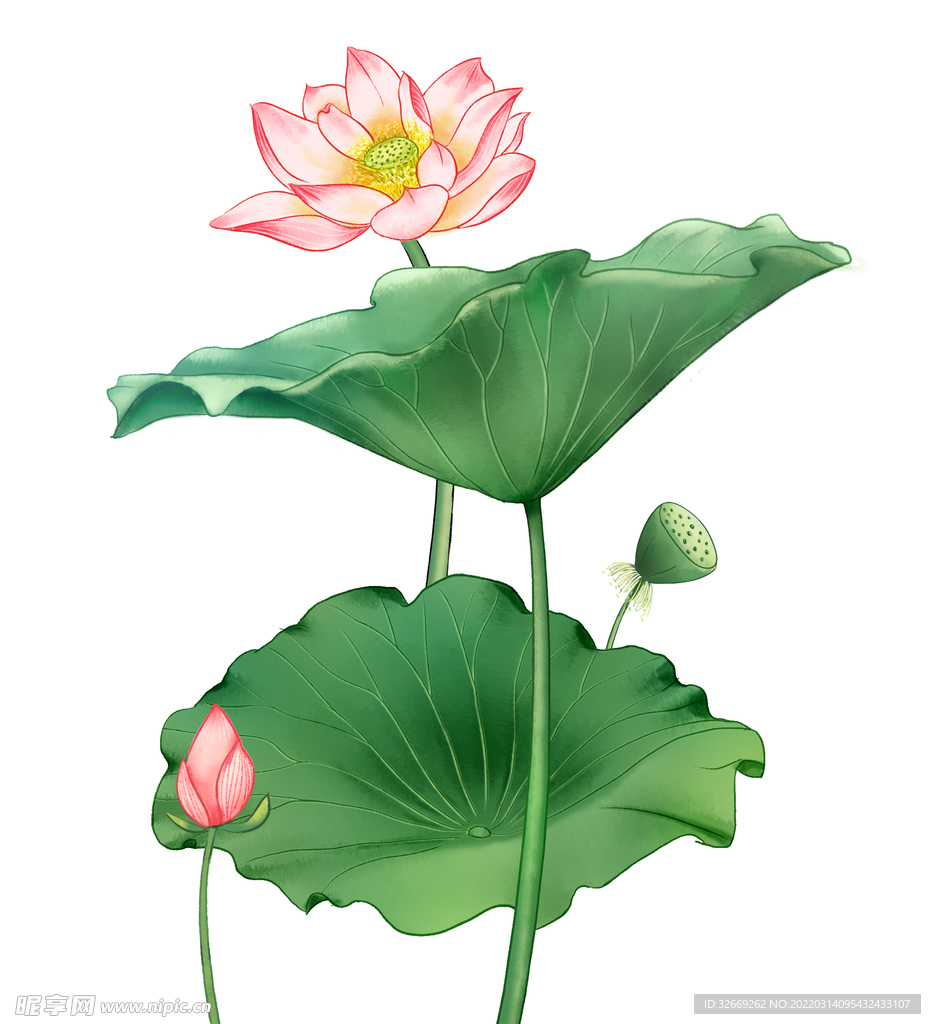 荷花 荷叶