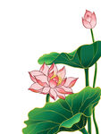 荷花 荷叶