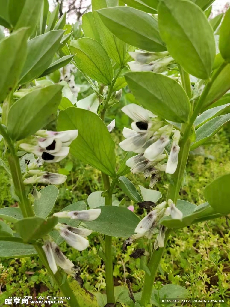 胡豆花