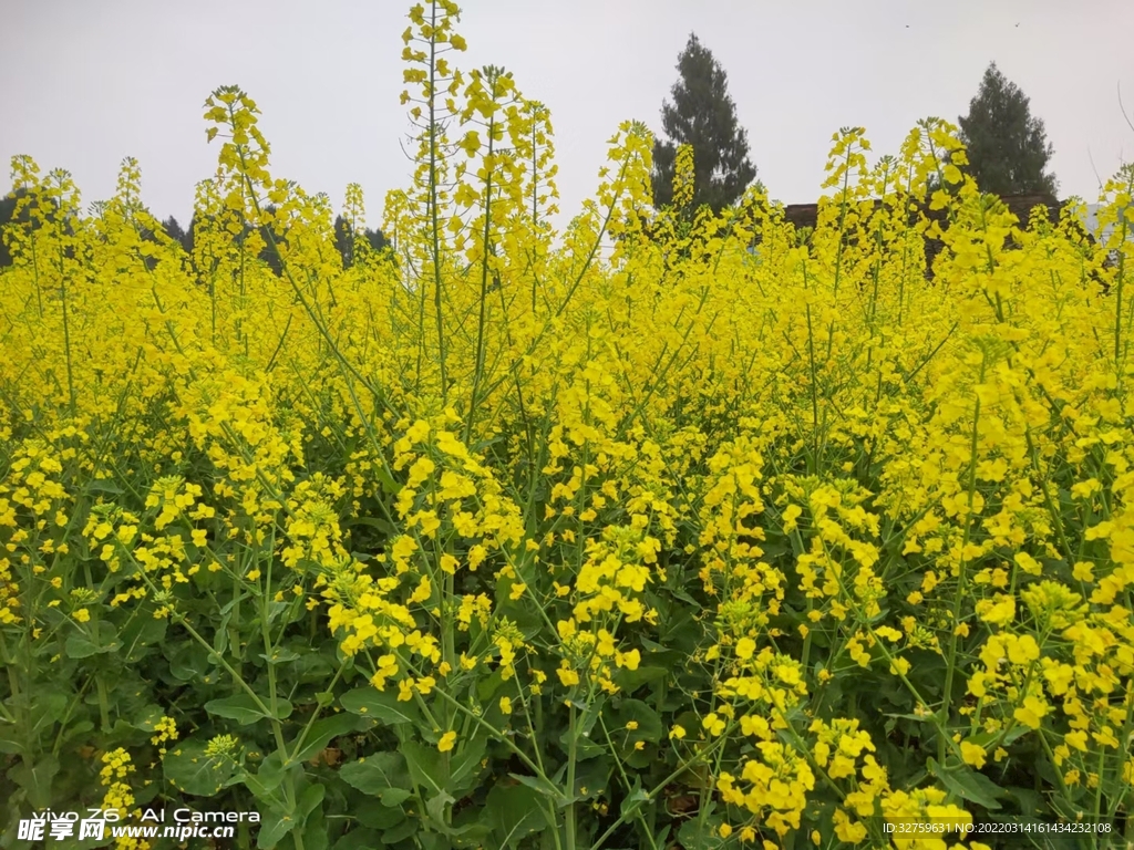 油菜花开了