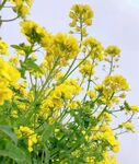 油菜花