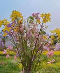 彩色油菜花