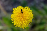 蜜蜂