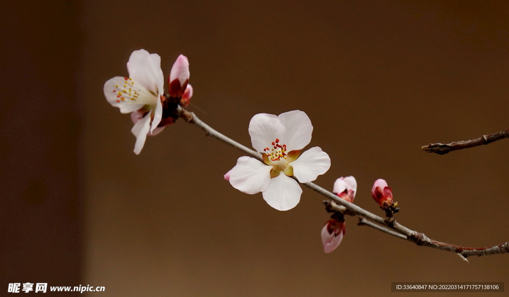 桃花