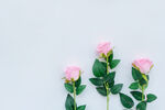 玫瑰花 