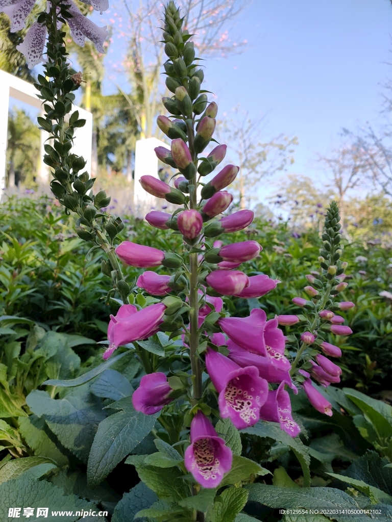 花