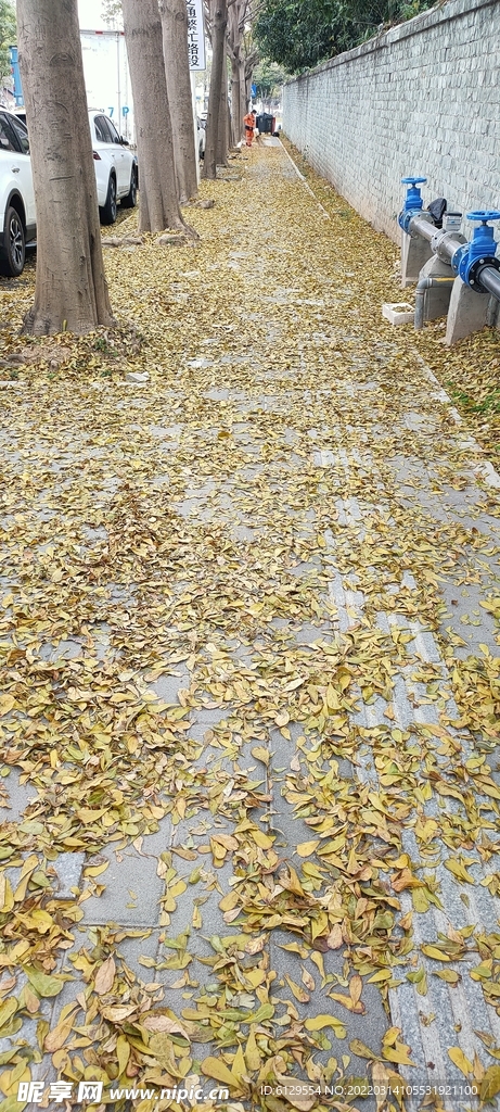 叶