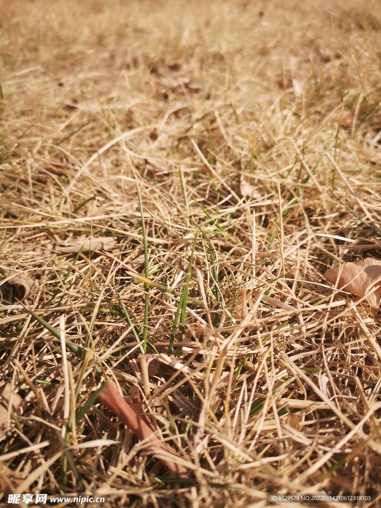 秋天的草地