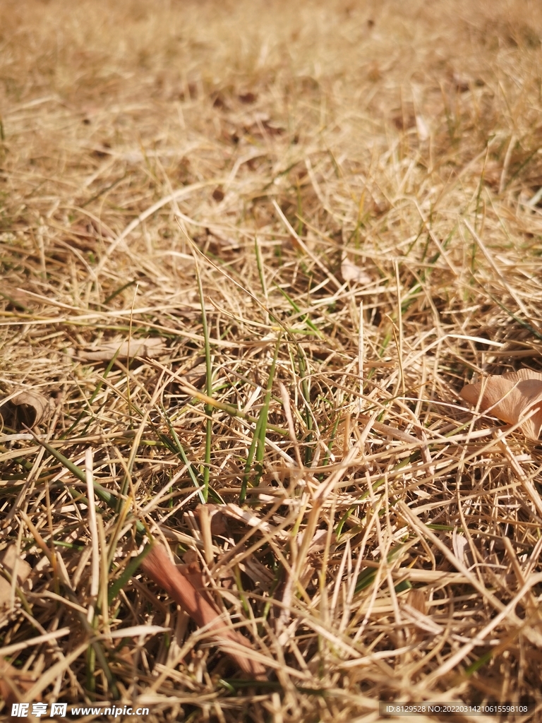 秋天的草地