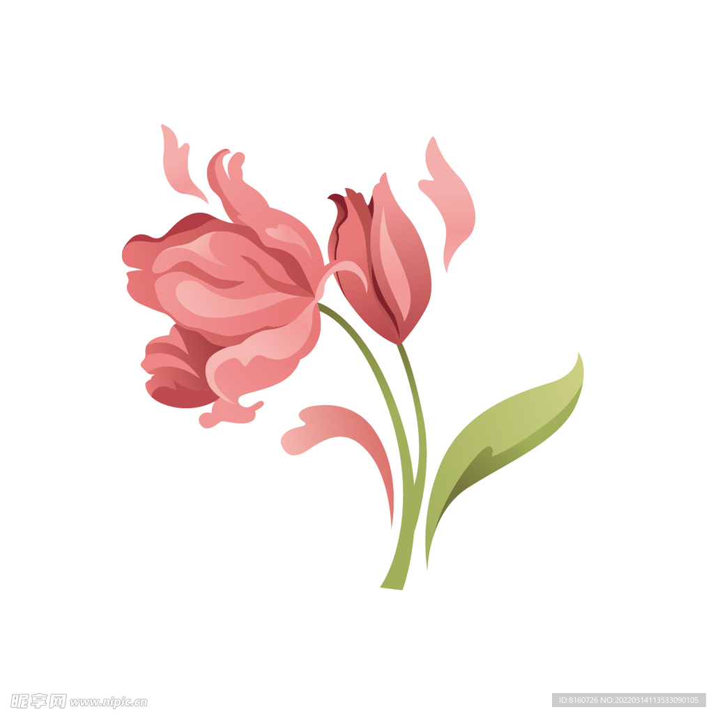 矢量花卉插画