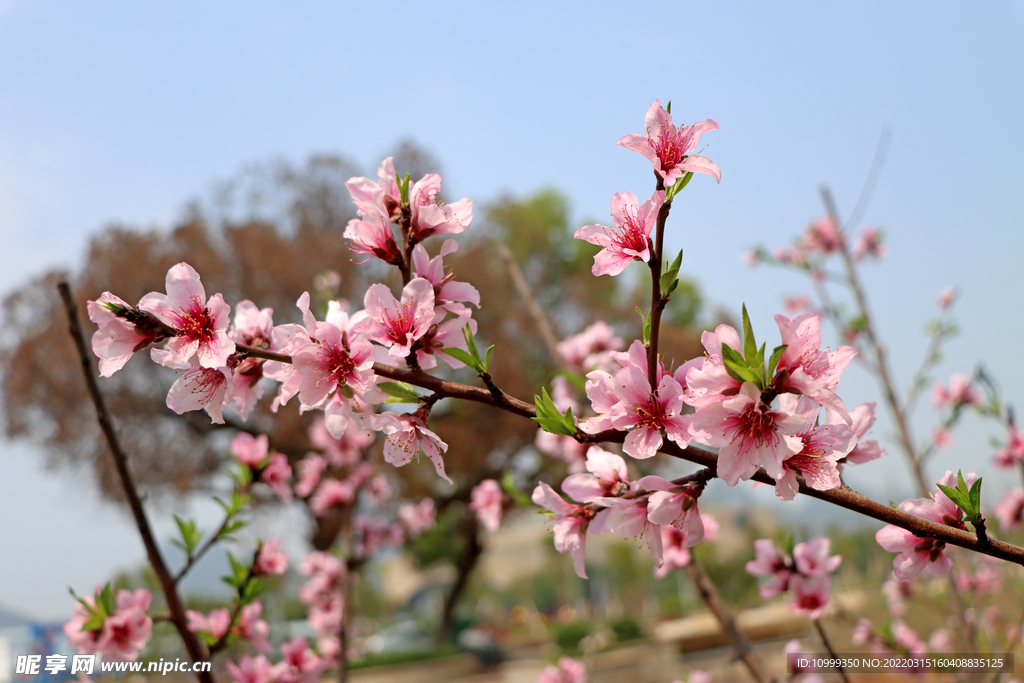 桃花