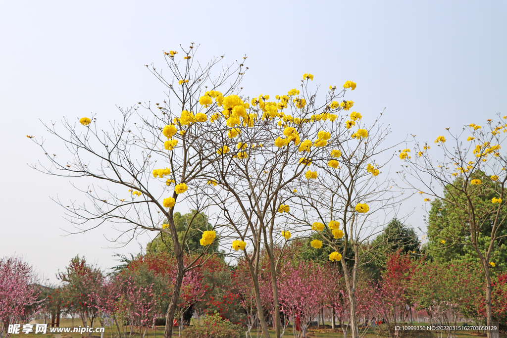 爱莲湖湿地公园