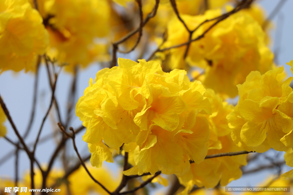 风铃花特写