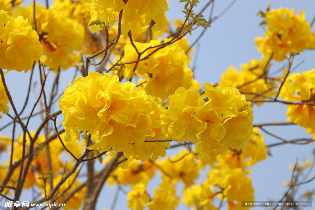 风铃花