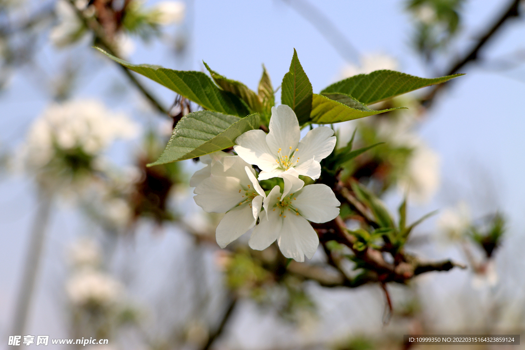 李花