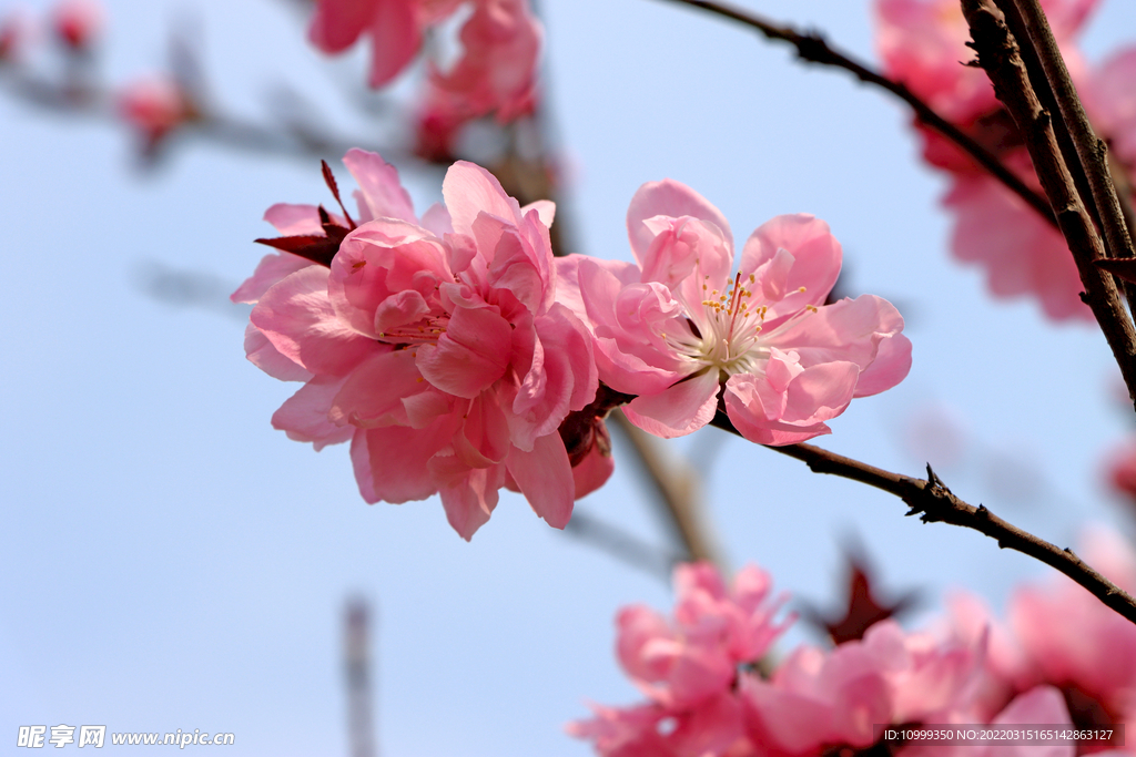 桃花特写