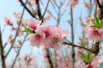 桃花特写